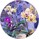 Myrian Tipantasig profile picture